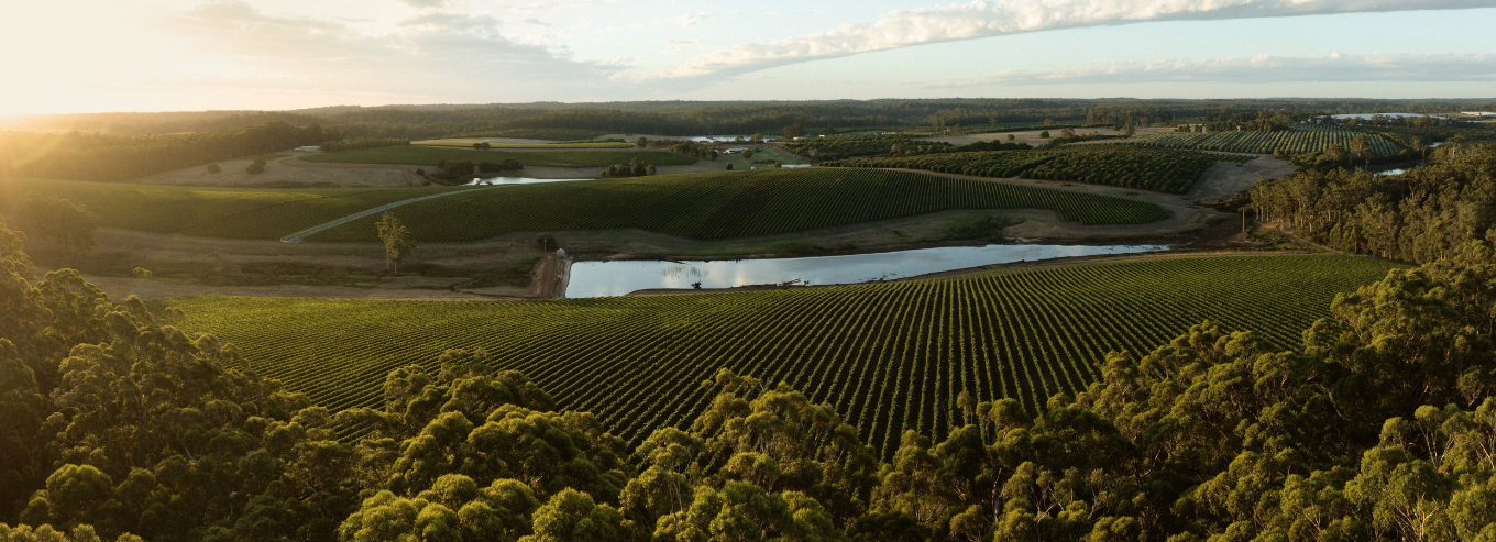 Aerial view of Cherubino vineyard